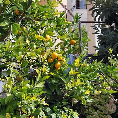 Apartman - Diklo 5880d Zára